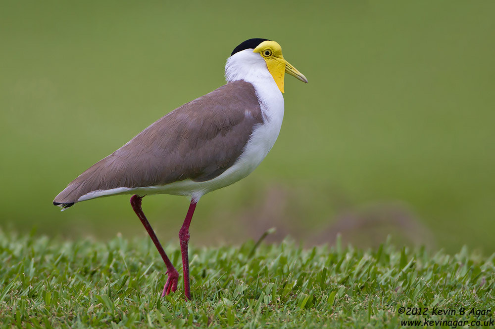 Canon EOS 7D + Canon EF 500mm F4L IS USM sample photo. Masked lapwing photography