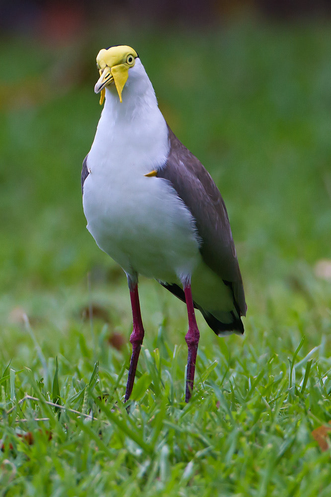Canon EOS 7D + Canon EF 500mm F4L IS USM sample photo. Masked lapwing photography