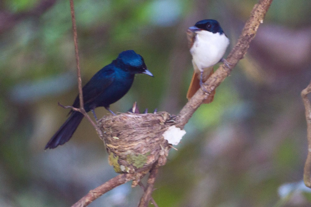 Canon EOS 7D + Canon EF 500mm F4L IS USM sample photo. Shining flycatcher photography