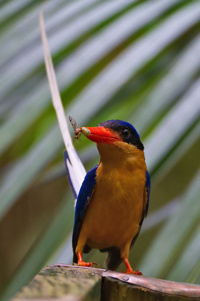 Canon EOS 7D + Canon EF 500mm F4L IS USM sample photo. Buff-breasted paradise kingfisher photography