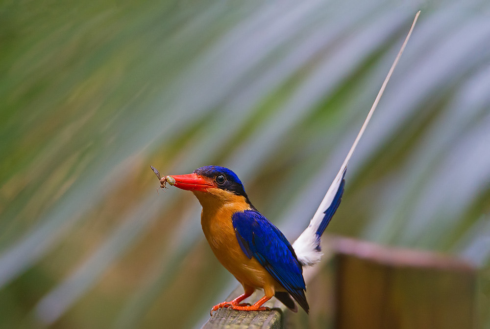Canon EOS 7D + Canon EF 500mm F4L IS USM sample photo. Buff-breasted paradise kingfisher photography