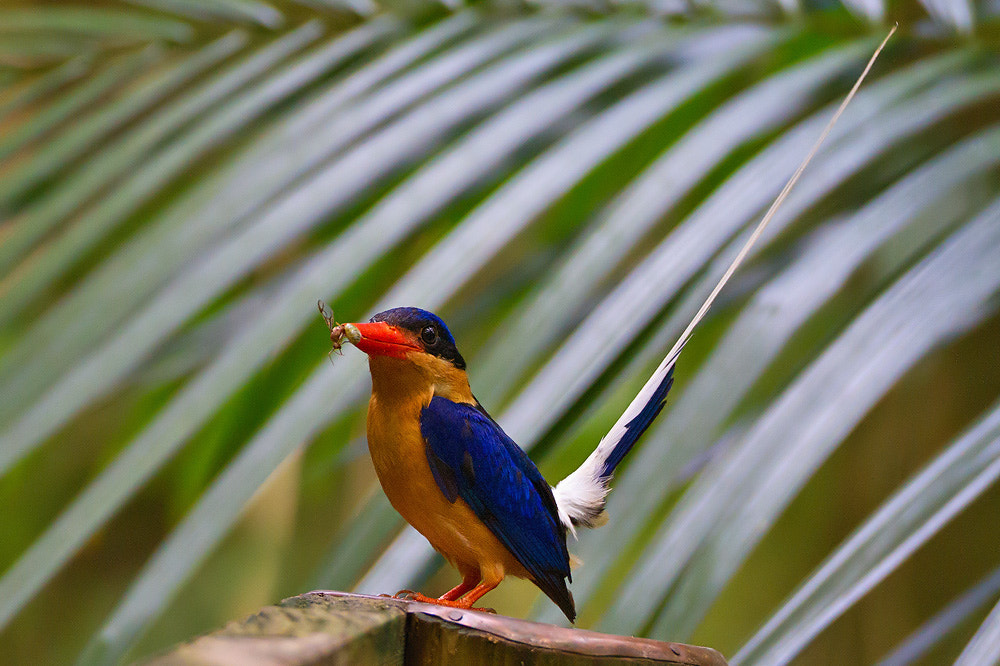 Canon EOS 7D + Canon EF 500mm F4L IS USM sample photo. Buff-breasted paradise kingfisher photography