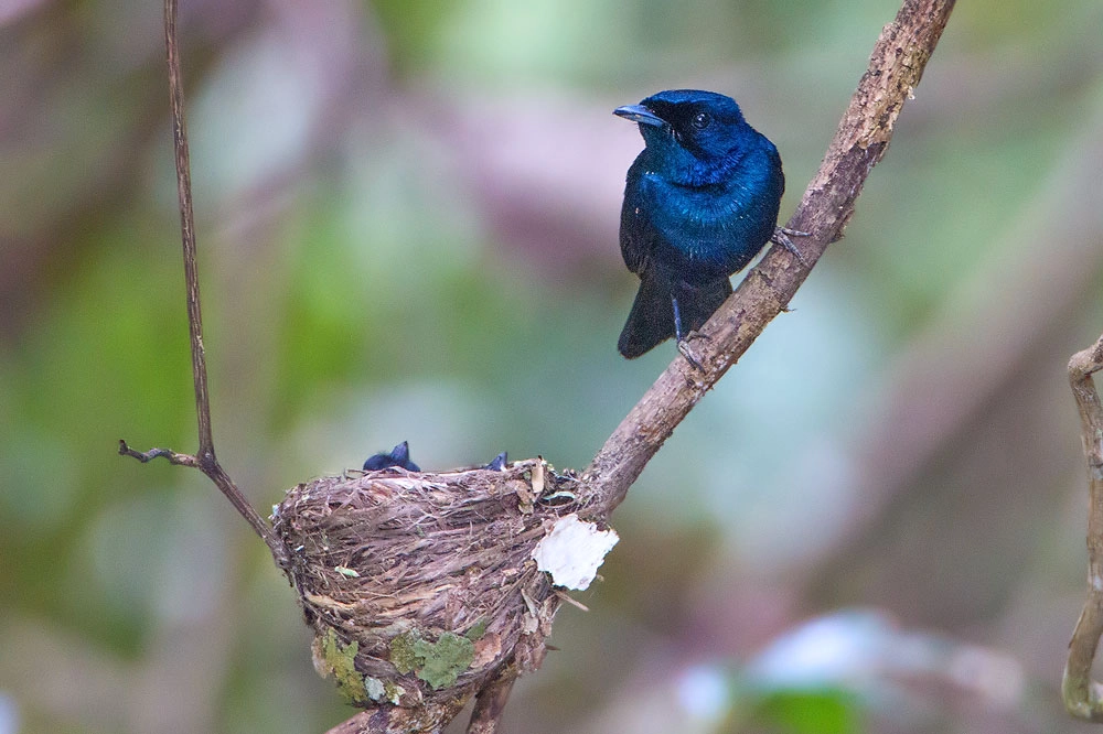 Canon EOS 7D + Canon EF 500mm F4L IS USM sample photo. Shining flycatcher male photography