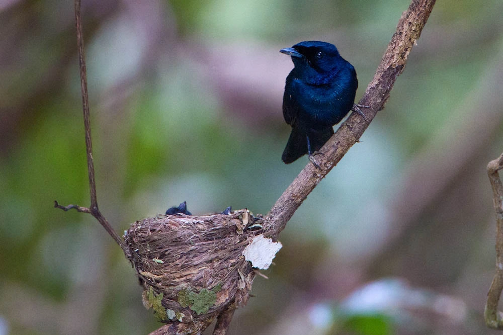 Canon EOS 7D + Canon EF 500mm F4L IS USM sample photo. Shining flycatcher male photography