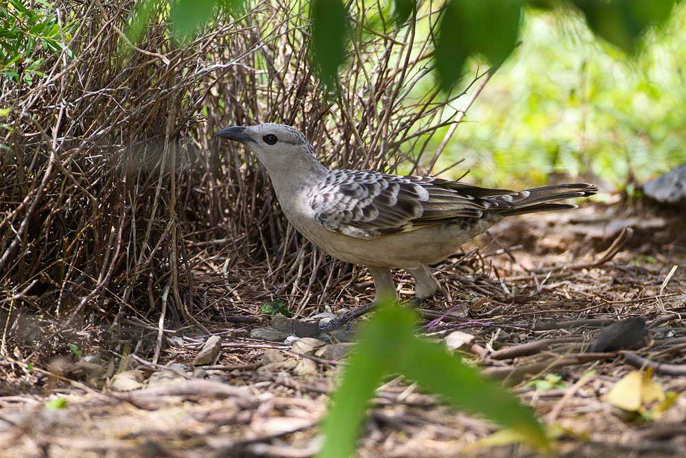 Canon EOS 7D + Canon EF 500mm F4L IS USM sample photo. Great bowerbird photography