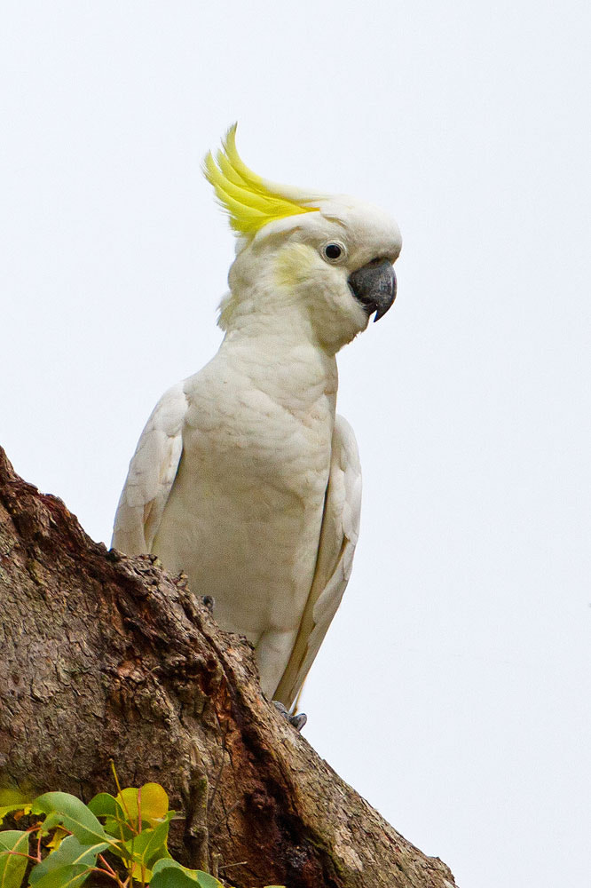Canon EOS 7D + Canon EF 500mm F4L IS USM sample photo. Sulphur-crested cockatoo photography