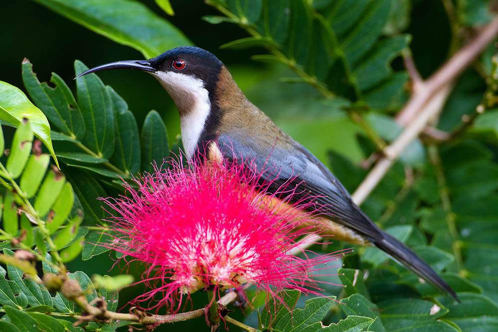 Canon EOS 7D + Canon EF 500mm F4L IS USM sample photo. Eastern spinebill photography