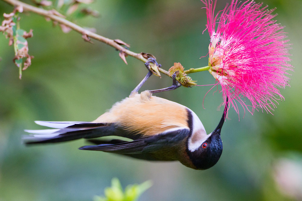 Canon EOS 7D + Canon EF 500mm F4L IS USM sample photo. Eastern spinebill photography