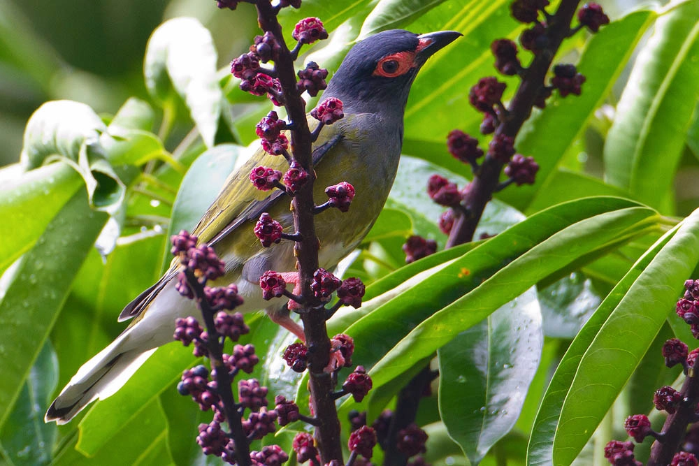 Canon EOS 7D + Canon EF 500mm F4L IS USM sample photo. Australasian figbird photography