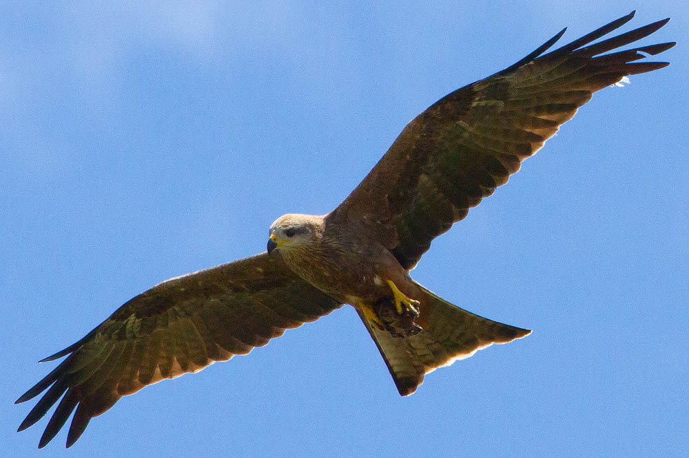 Canon EOS 7D + Canon EF 500mm F4L IS USM sample photo. Black kite photography