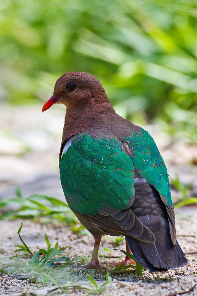 Canon EOS 7D + Canon EF 500mm F4L IS USM sample photo. Common emerald dove photography