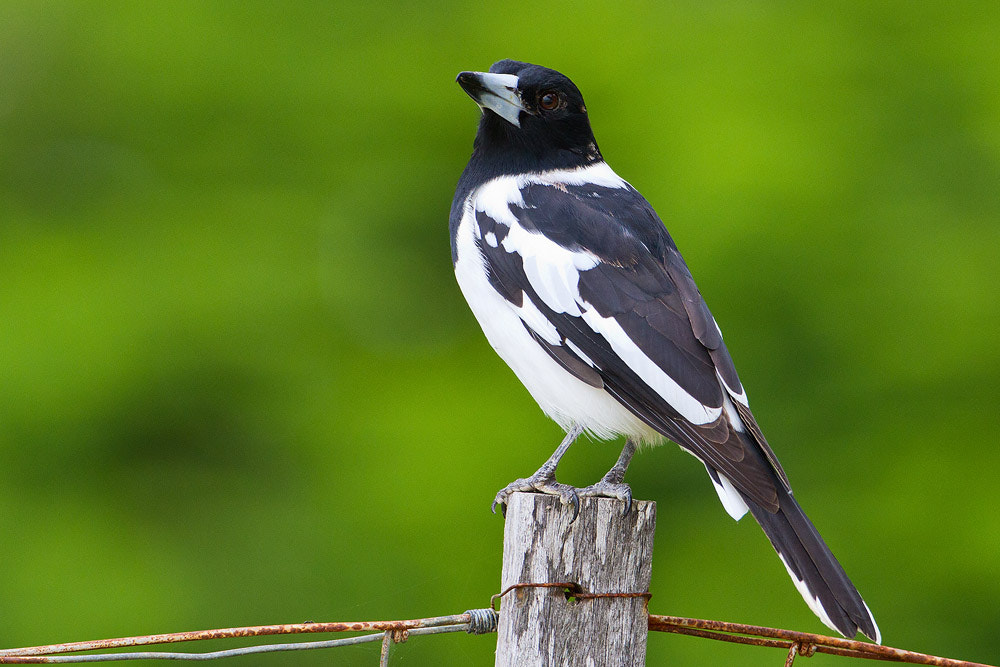 Canon EOS 7D + Canon EF 500mm F4L IS USM sample photo. Pied butcherbird photography
