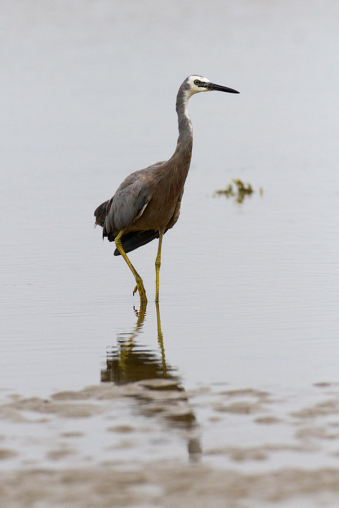 Canon EOS 7D + Canon EF 500mm F4L IS USM sample photo. White-faced heron photography