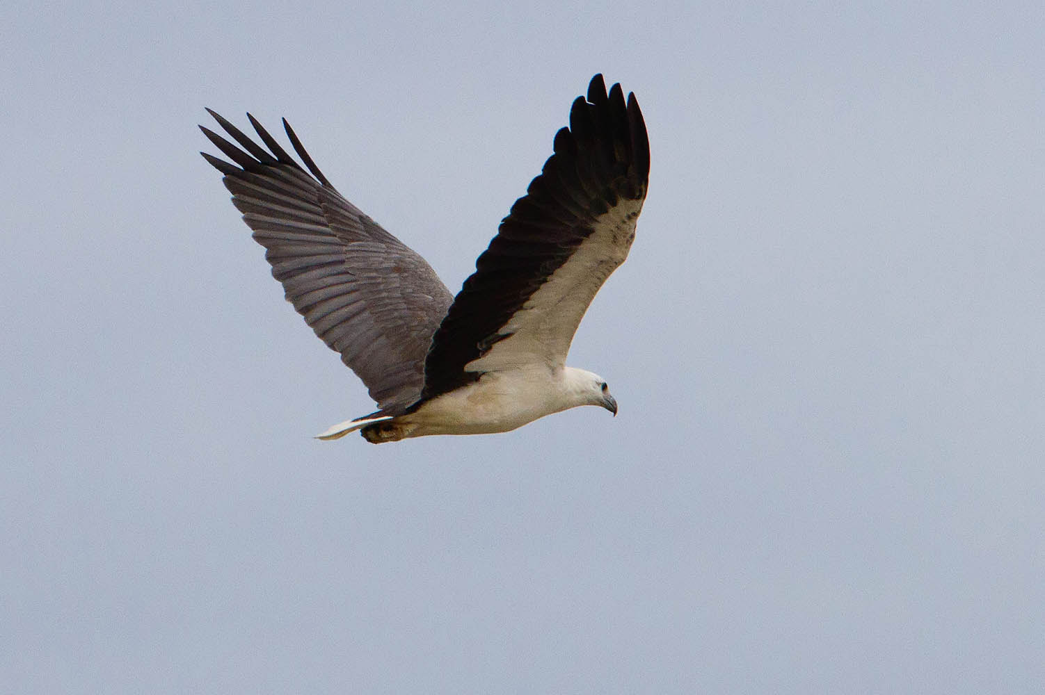 Canon EOS 7D + Canon EF 500mm F4L IS USM sample photo. White-bellied sea-eagle photography