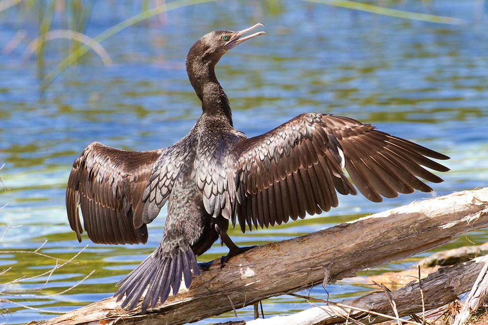Canon EOS 7D + Canon EF 500mm F4L IS USM sample photo. Little black cormorant photography