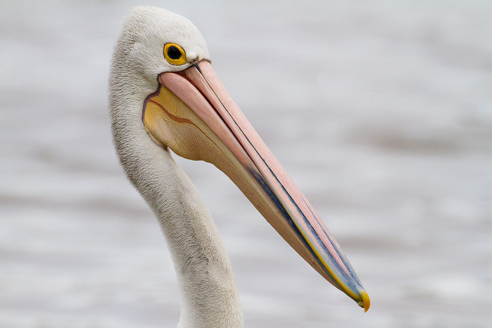 Canon EOS 7D + Canon EF 500mm F4L IS USM sample photo. Australian pelican photography