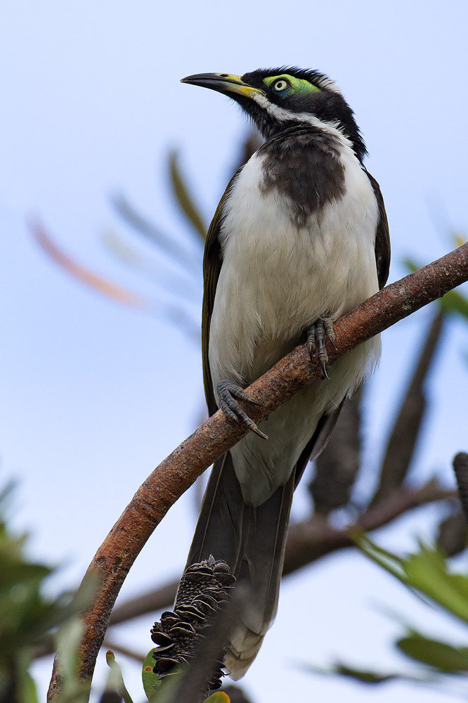 Canon EOS 7D + Canon EF 500mm F4L IS USM sample photo. Blue-faced honeyeater photography