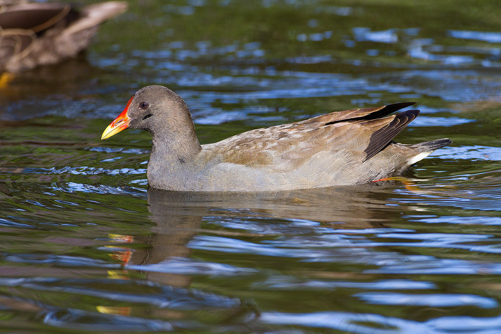 Canon EOS 7D + Canon EF 500mm F4L IS USM sample photo. Dusky moorhen photography