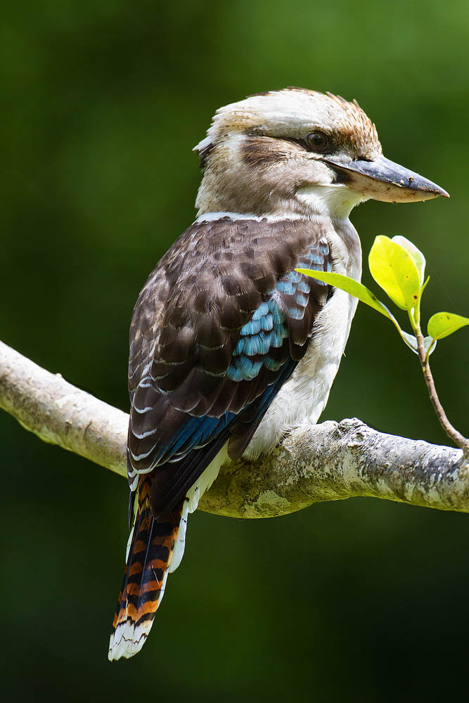 Canon EOS 7D + Canon EF 500mm F4L IS USM sample photo. Blue-winged kookaburra photography