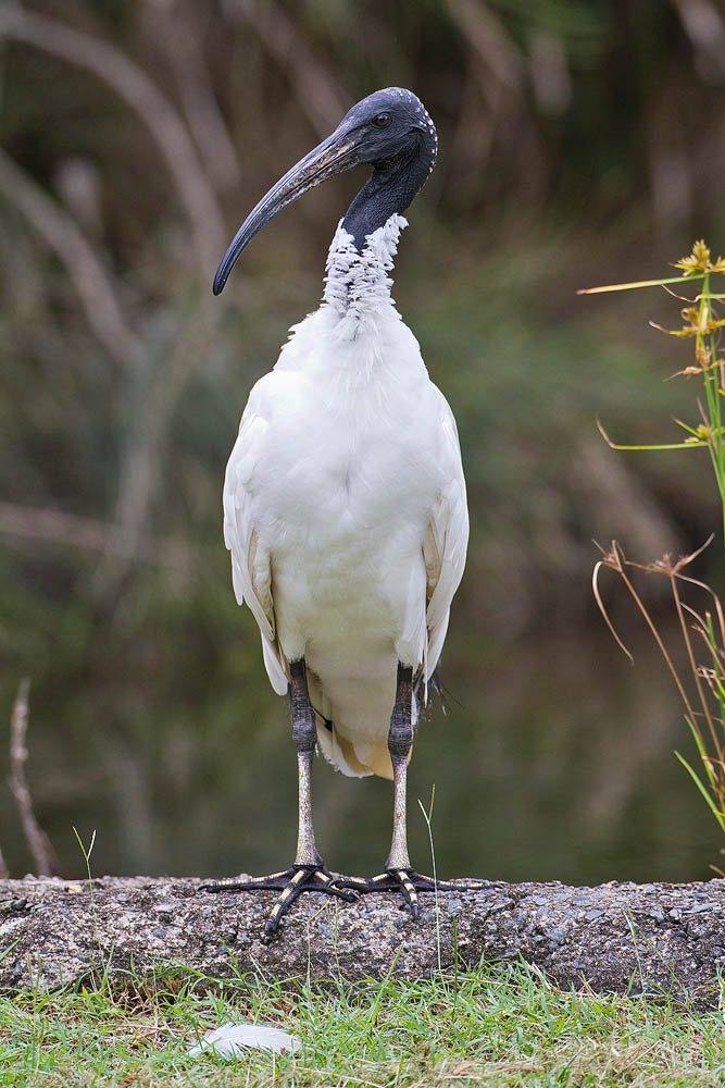 Canon EOS 7D + Canon EF 500mm F4L IS USM sample photo. Australian white ibis photography