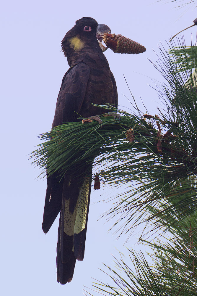 Canon EOS 7D + Canon EF 500mm F4L IS USM sample photo. Yellow-tailed black cockatoo photography