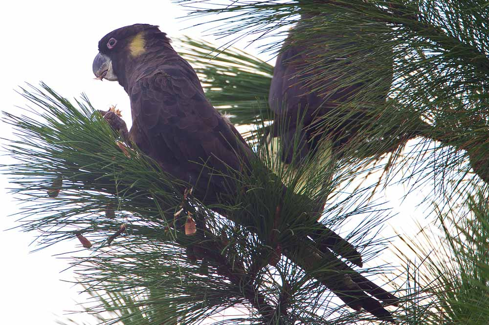 Canon EOS 7D + Canon EF 500mm F4L IS USM sample photo. Yellow-tailed black cockatoo photography