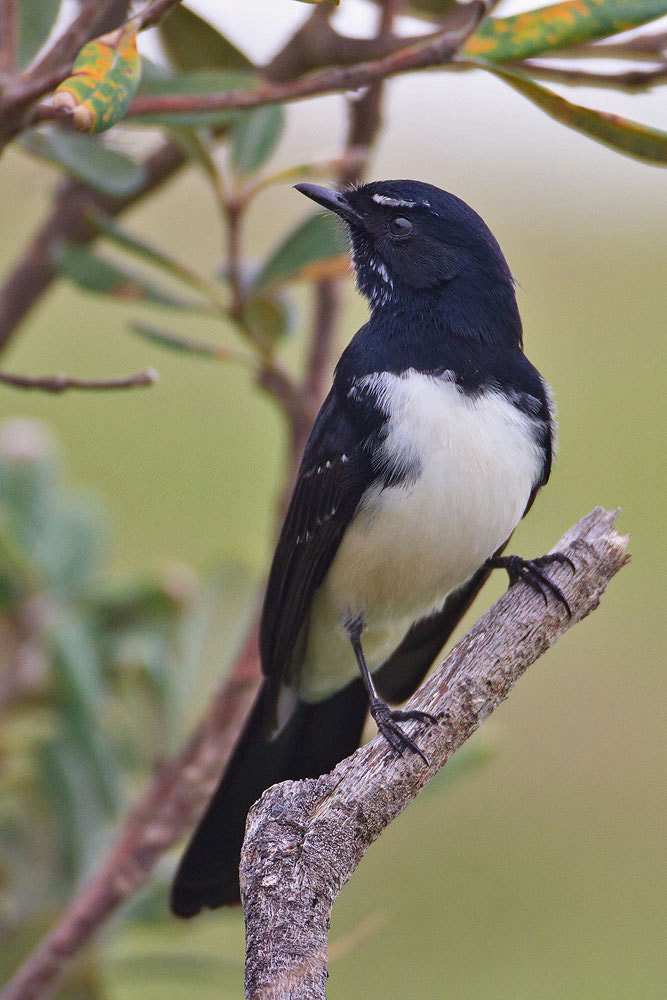 Canon EOS 7D + Canon EF 500mm F4L IS USM sample photo. Willie wagtail photography