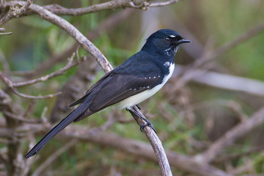 Canon EOS 7D + Canon EF 500mm F4L IS USM sample photo. Willie wagtail photography