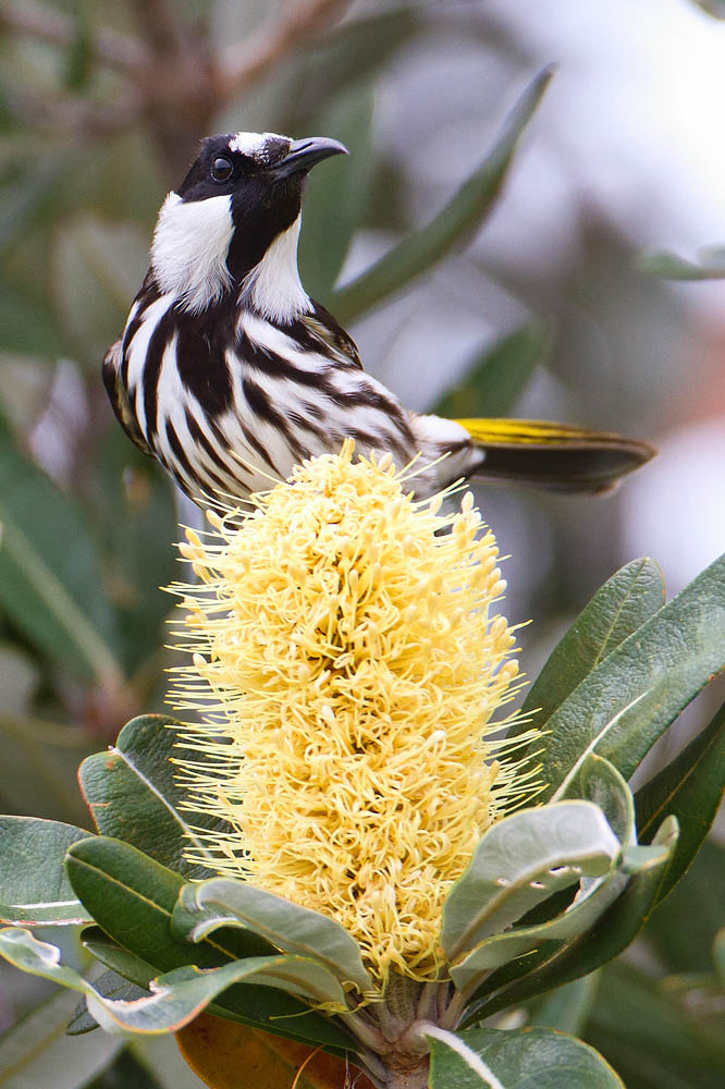 Canon EOS 7D + Canon EF 500mm F4L IS USM sample photo. New holland honeyeater photography