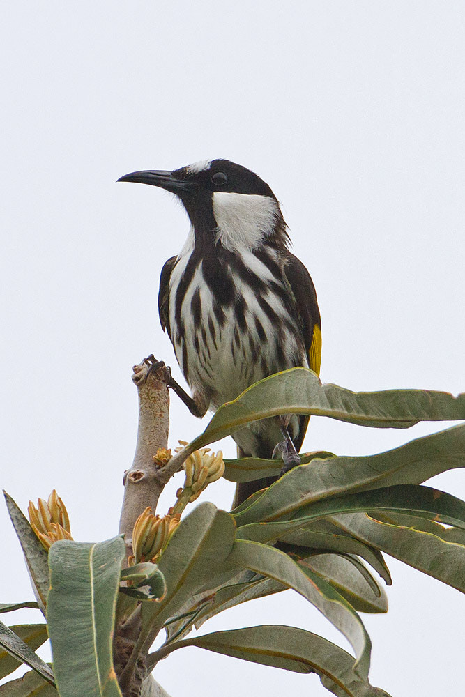 Canon EOS 7D + Canon EF 500mm F4L IS USM sample photo. New holland honeyeater photography