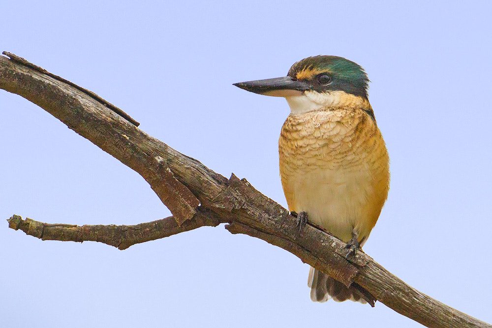 Canon EOS 7D + Canon EF 500mm F4L IS USM sample photo. Sacred kingfisher photography