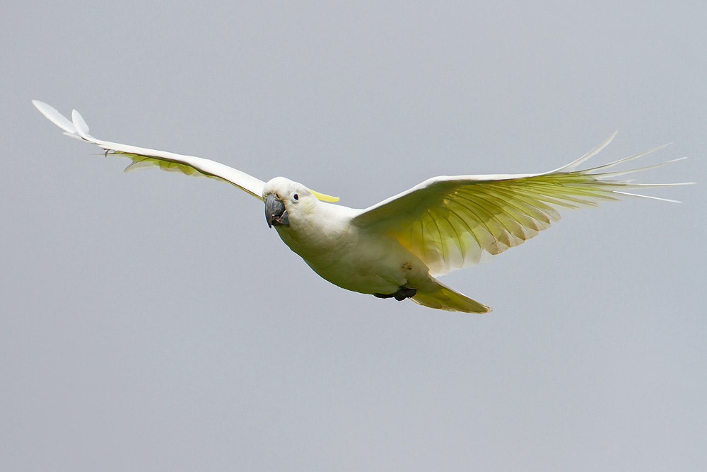 Canon EOS 7D + Canon EF 500mm F4L IS USM sample photo. Sulphur-crested cockatoo photography