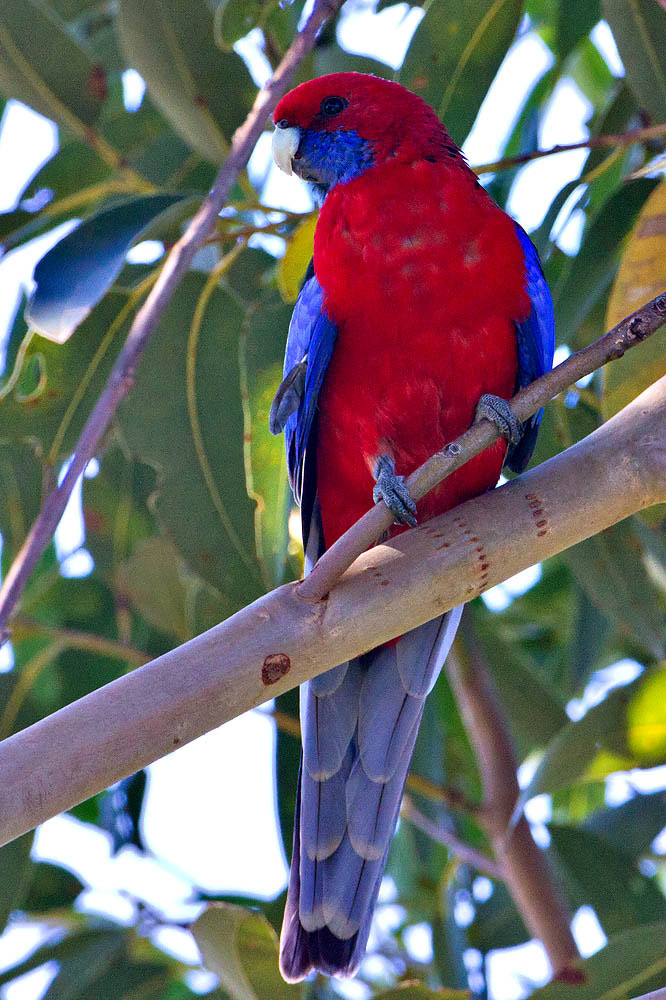 Canon EOS 7D + Canon EF 500mm F4L IS USM sample photo. Crimson rosella photography
