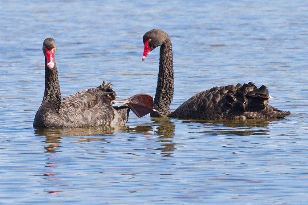 Canon EOS 7D + Canon EF 500mm F4L IS USM sample photo. Black swan photography