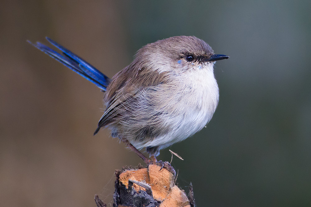 Canon EOS 7D + Canon EF 500mm F4L IS USM sample photo. Superb fairy-wren photography