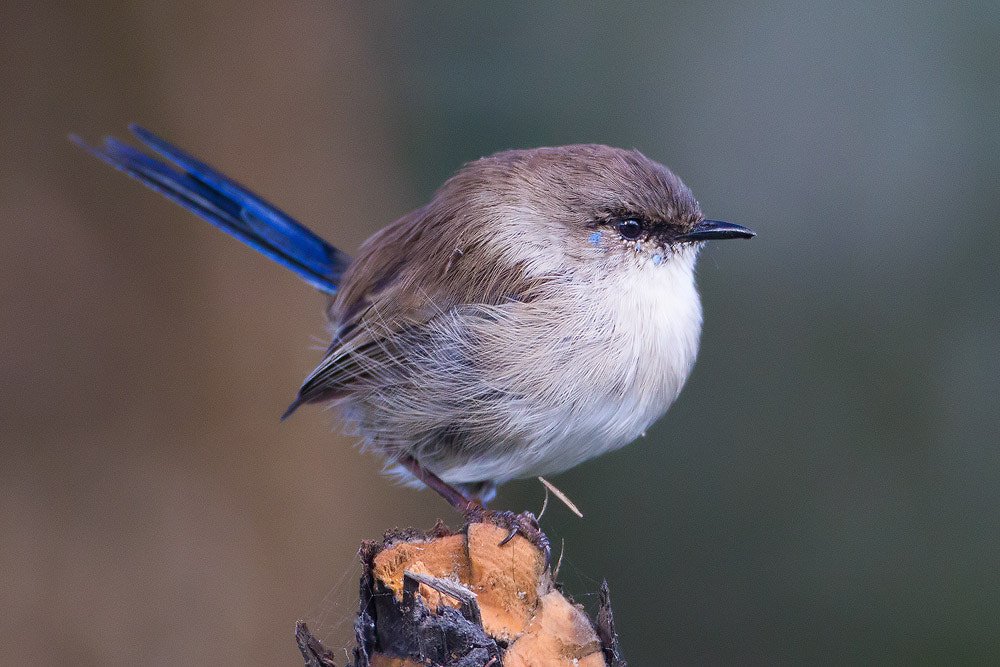 Canon EOS 7D + Canon EF 500mm F4L IS USM sample photo. Superb fairy-wren photography