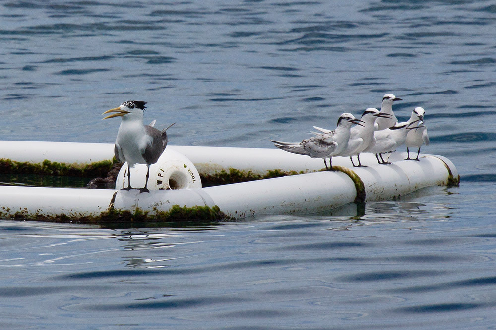 Canon EOS 50D sample photo. Black-naped tern, crested tern photography