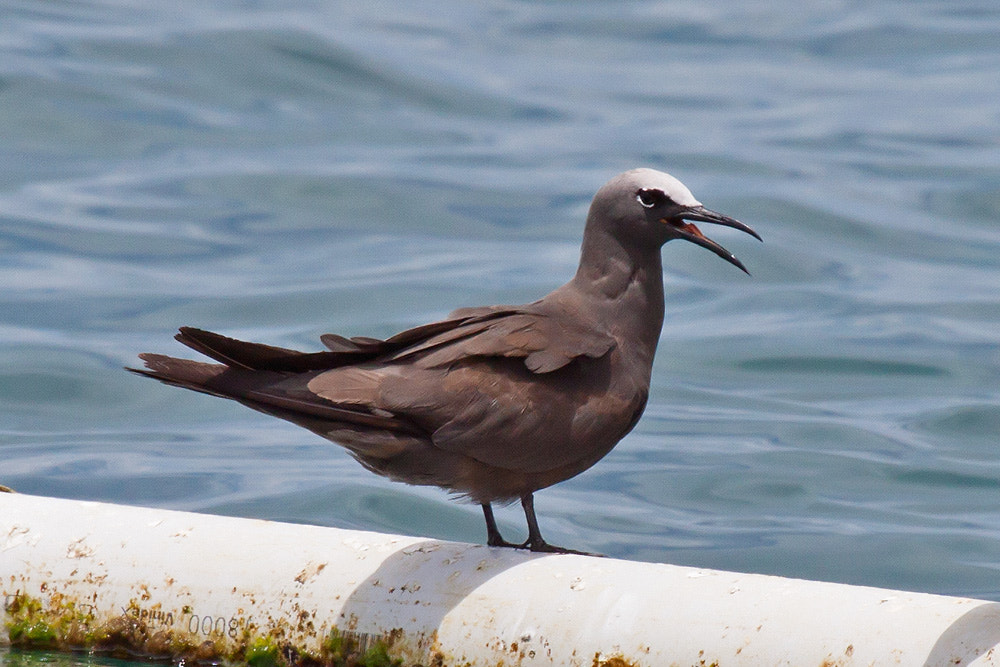 Canon EF 100-400mm F4.5-5.6L IS USM sample photo. Black-naped tern, brown noddy photography