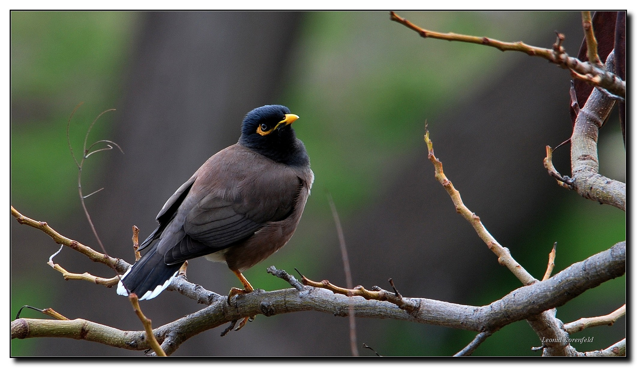 Sigma 150-500mm F5-6.3 DG OS HSM sample photo. Tn photography