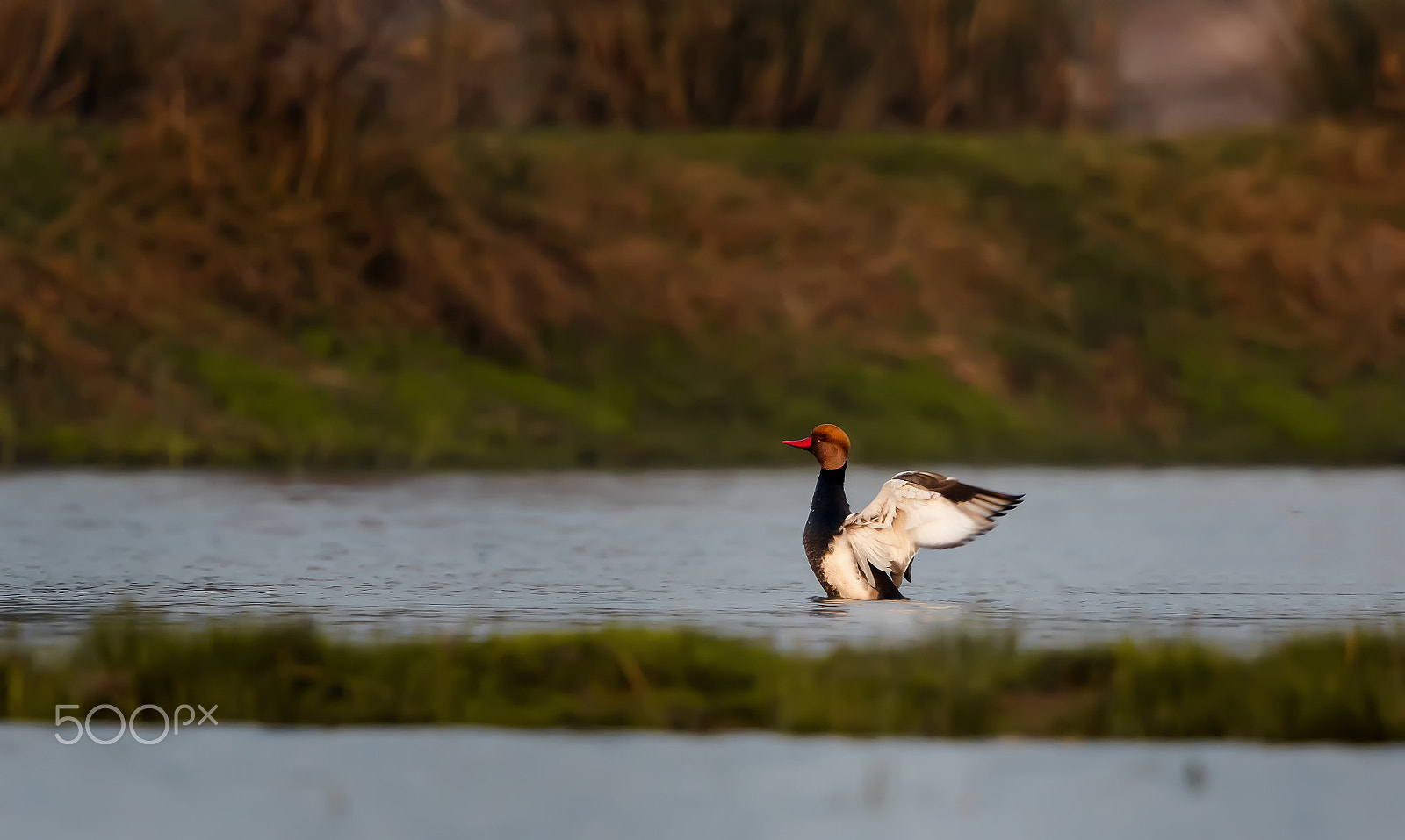 Canon EOS 7D Mark II sample photo. Red crested pochard photography