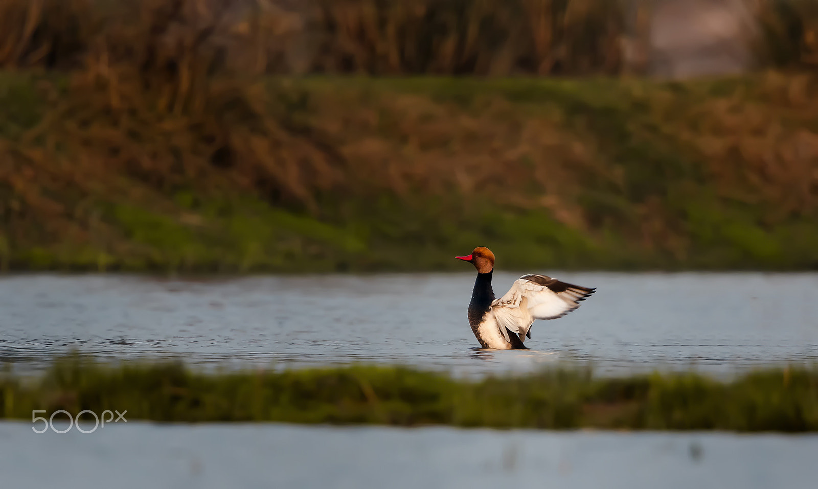 Canon EF 500mm F4L IS II USM sample photo. Red crested pochard photography