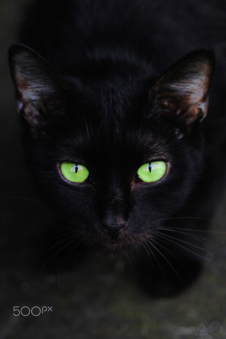 Canon EF-S 55-250mm F4-5.6 IS STM sample photo. Wicked photography