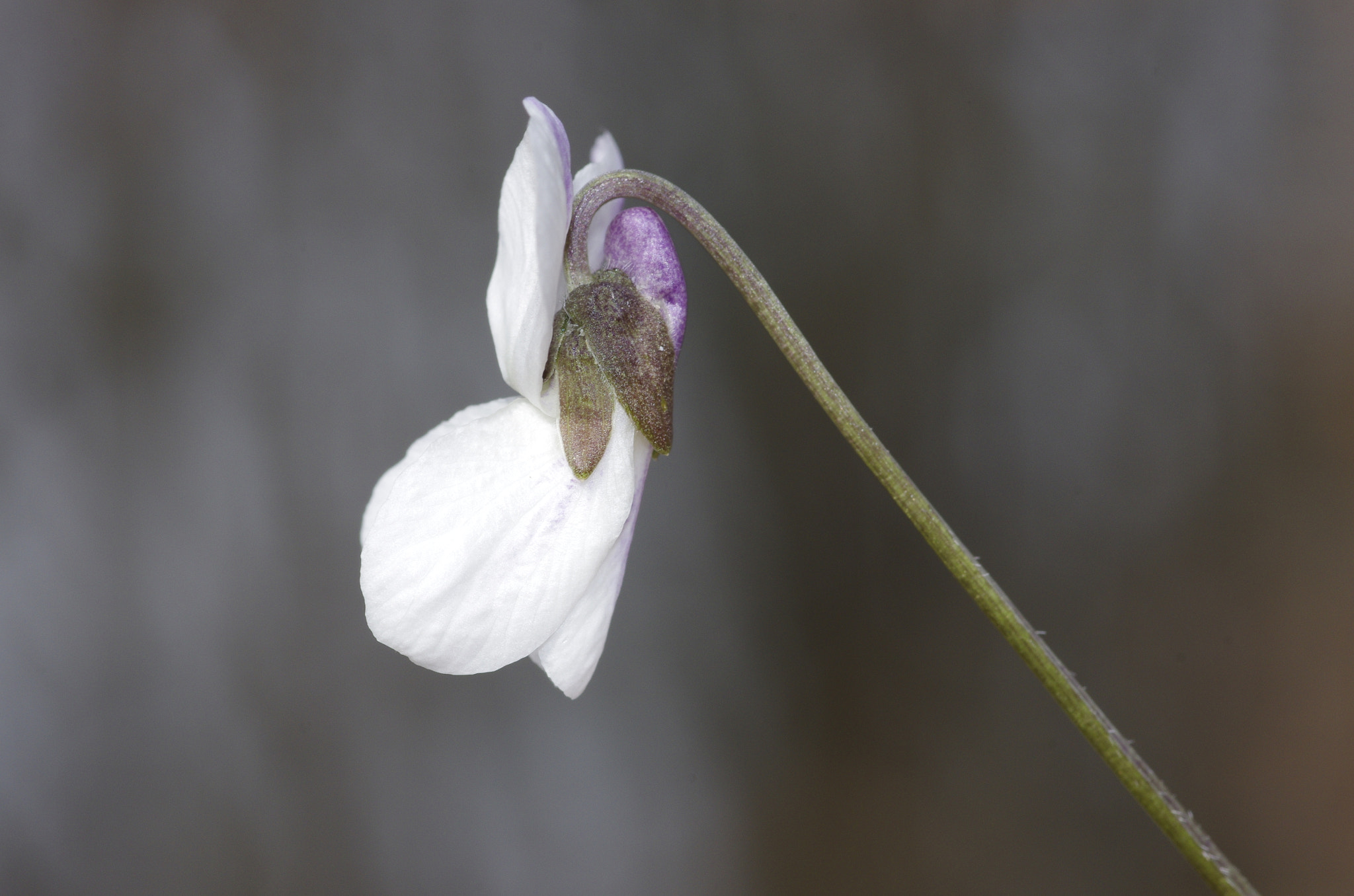 Pentax smc D-FA 100mm F2.8 Macro WR sample photo. White violet photography