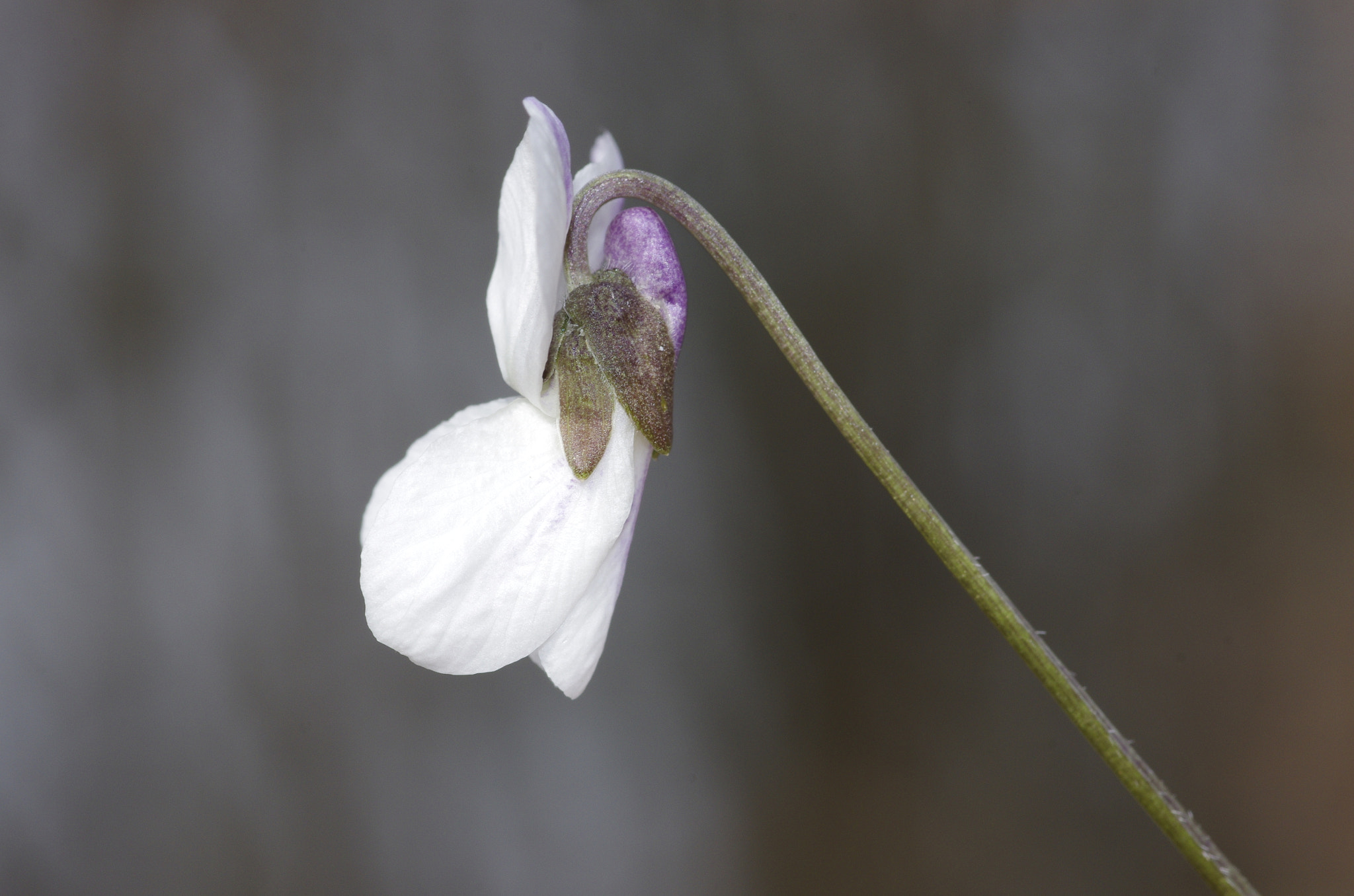 Pentax K-5 + Pentax smc D-FA 100mm F2.8 Macro WR sample photo. White violet photography