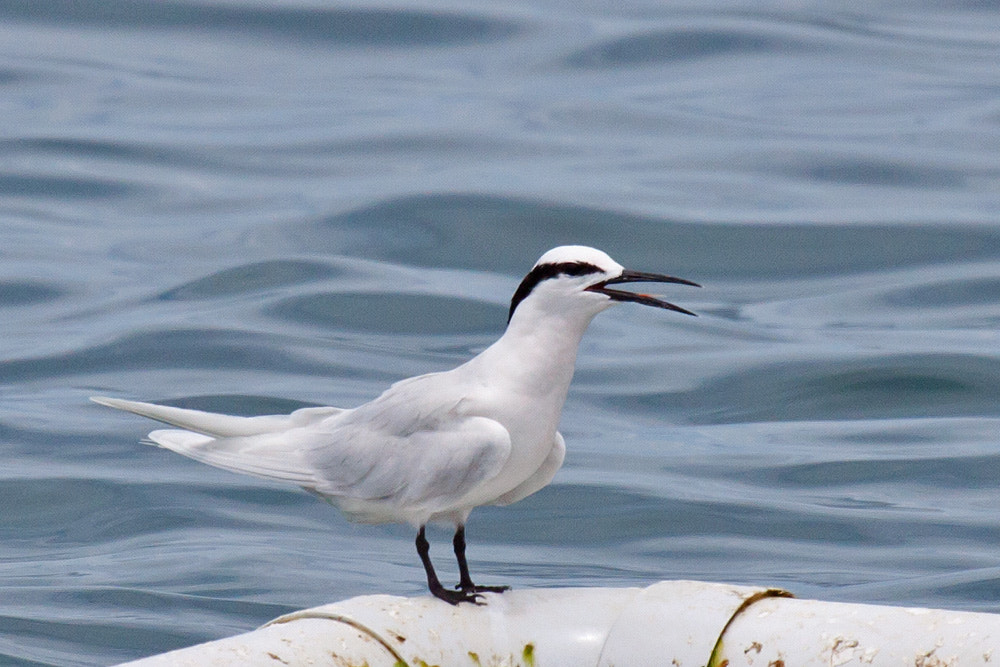 Canon EOS 50D + Canon EF 100-400mm F4.5-5.6L IS USM sample photo. Black-naped tern photography