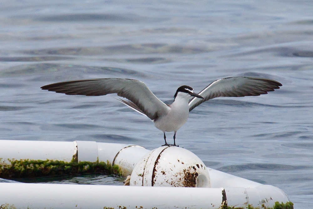 Canon EOS 50D + Canon EF 100-400mm F4.5-5.6L IS USM sample photo. Bridled tern photography