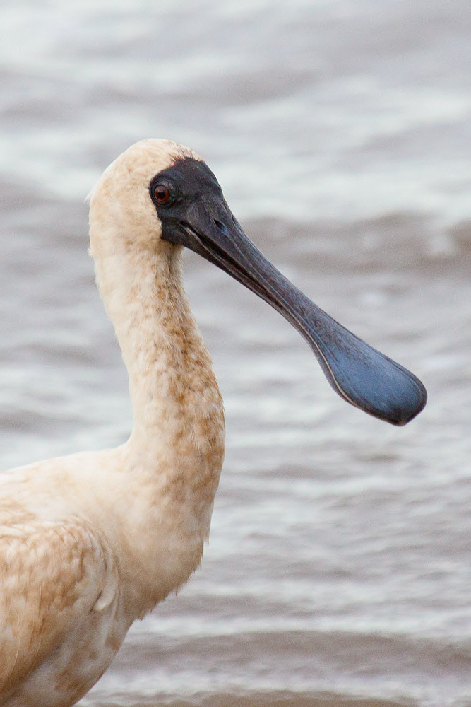 Canon EOS 50D + Canon EF 100-400mm F4.5-5.6L IS USM sample photo. Royal spoonbill photography