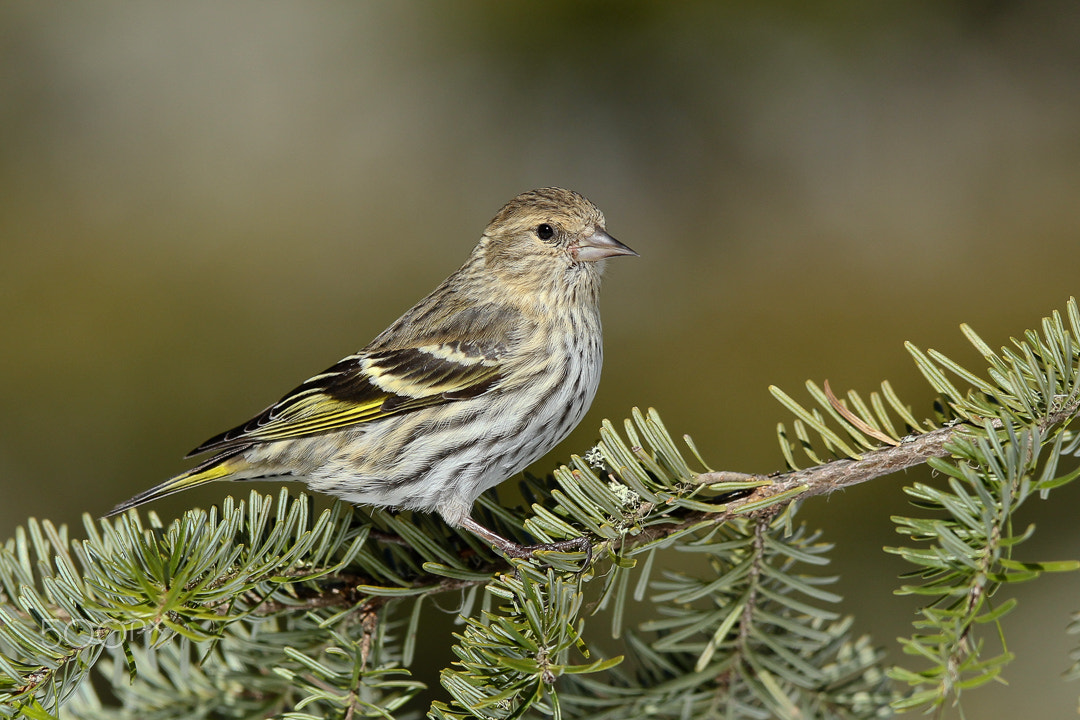 Canon EOS-1D Mark IV + Canon EF 300mm F2.8L IS USM sample photo. Pine siskin photography