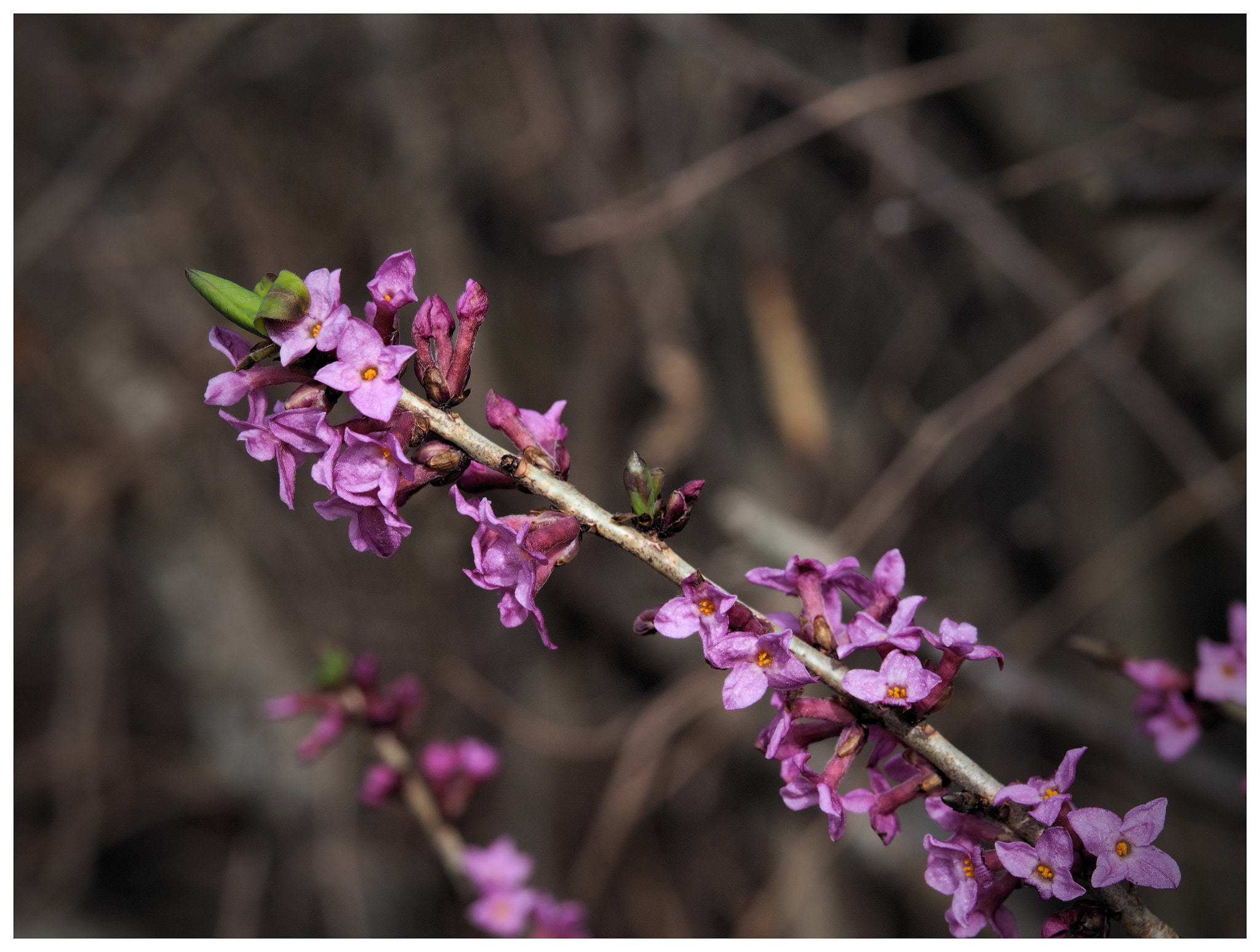 Sigma 60mm F2.8 DN Art sample photo. S.t. photography