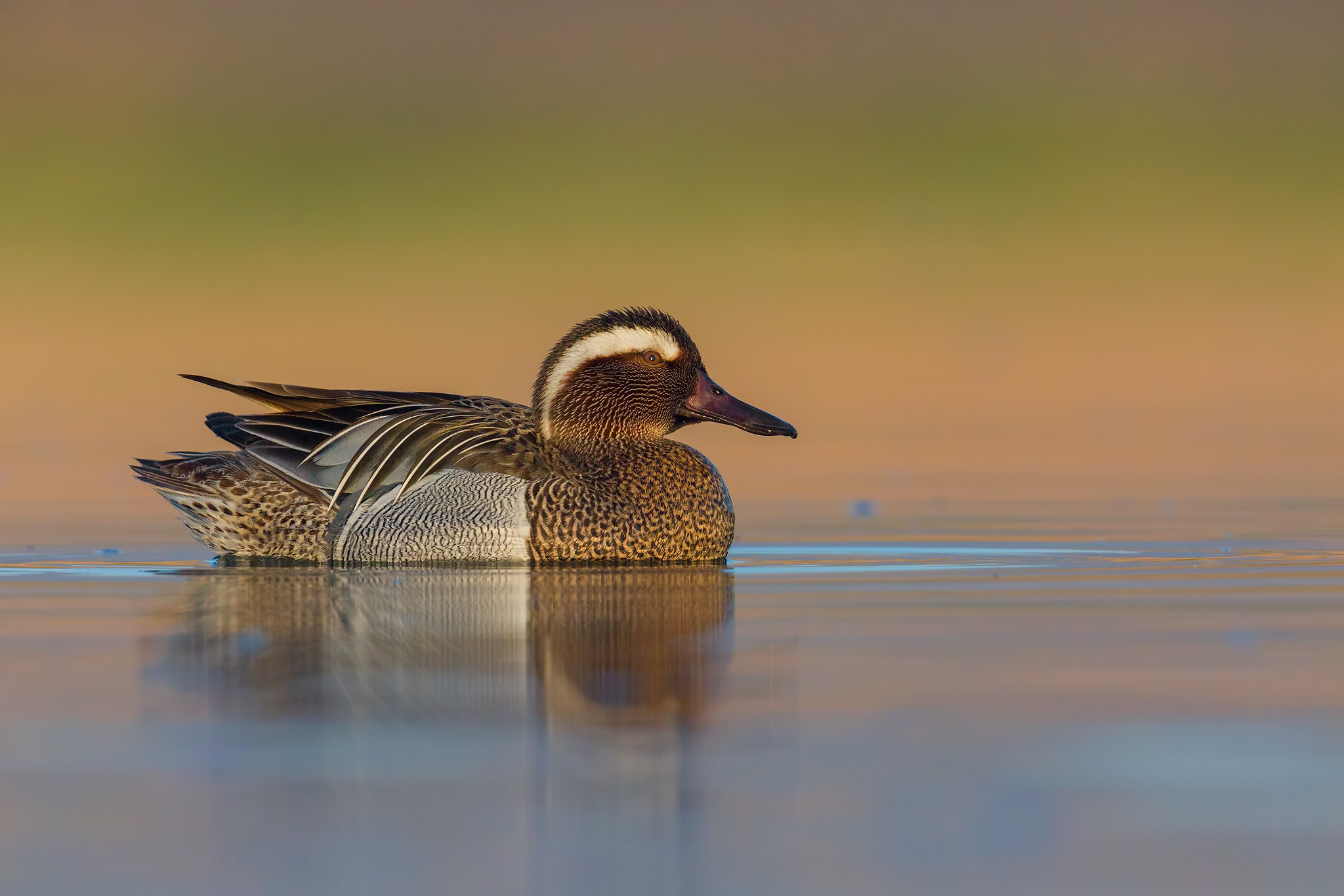 Canon EF 600mm F4L IS II USM sample photo. Garganey , marzaiola photography